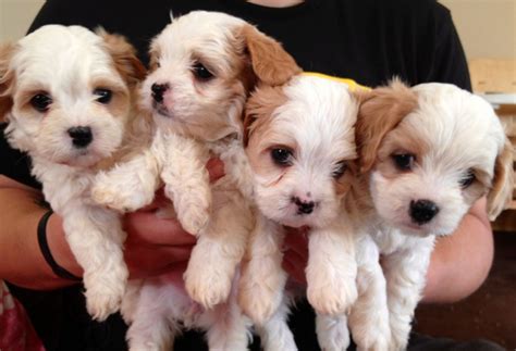 Cavalier King Charles Spaniel Puppy for Sale in FRANKLIN, Indiana, 46131 US Nickname Callen Our litter of adorable cavalier puppies are ready to go to their new homes They are up to date on all of their vaccinations, have more. . Dogs for sale indianapolis